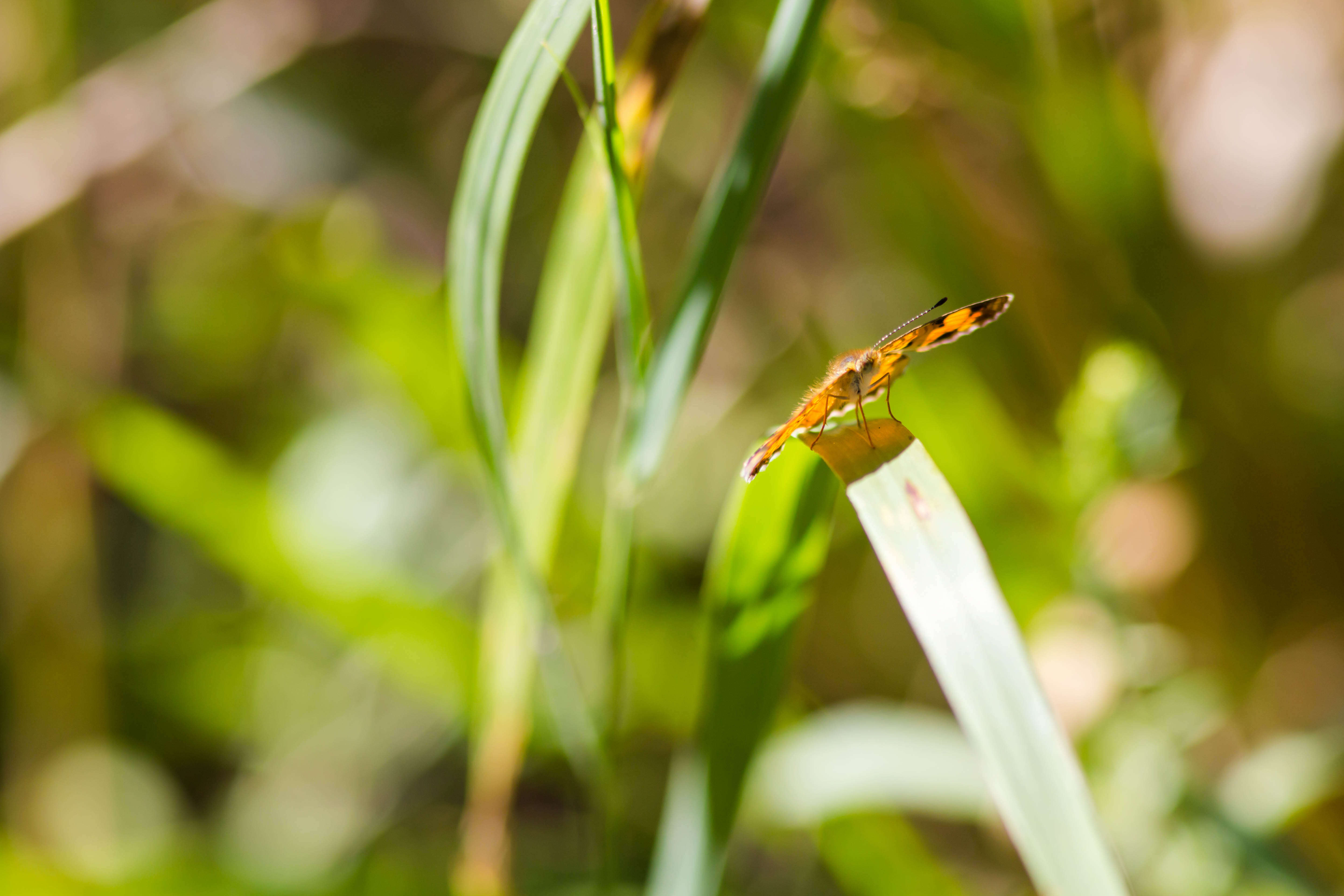 Image of Pearl Crescent