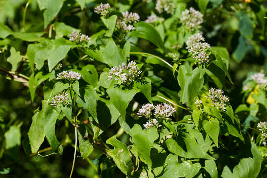 صورة Mikania scandens (L.) Willd.