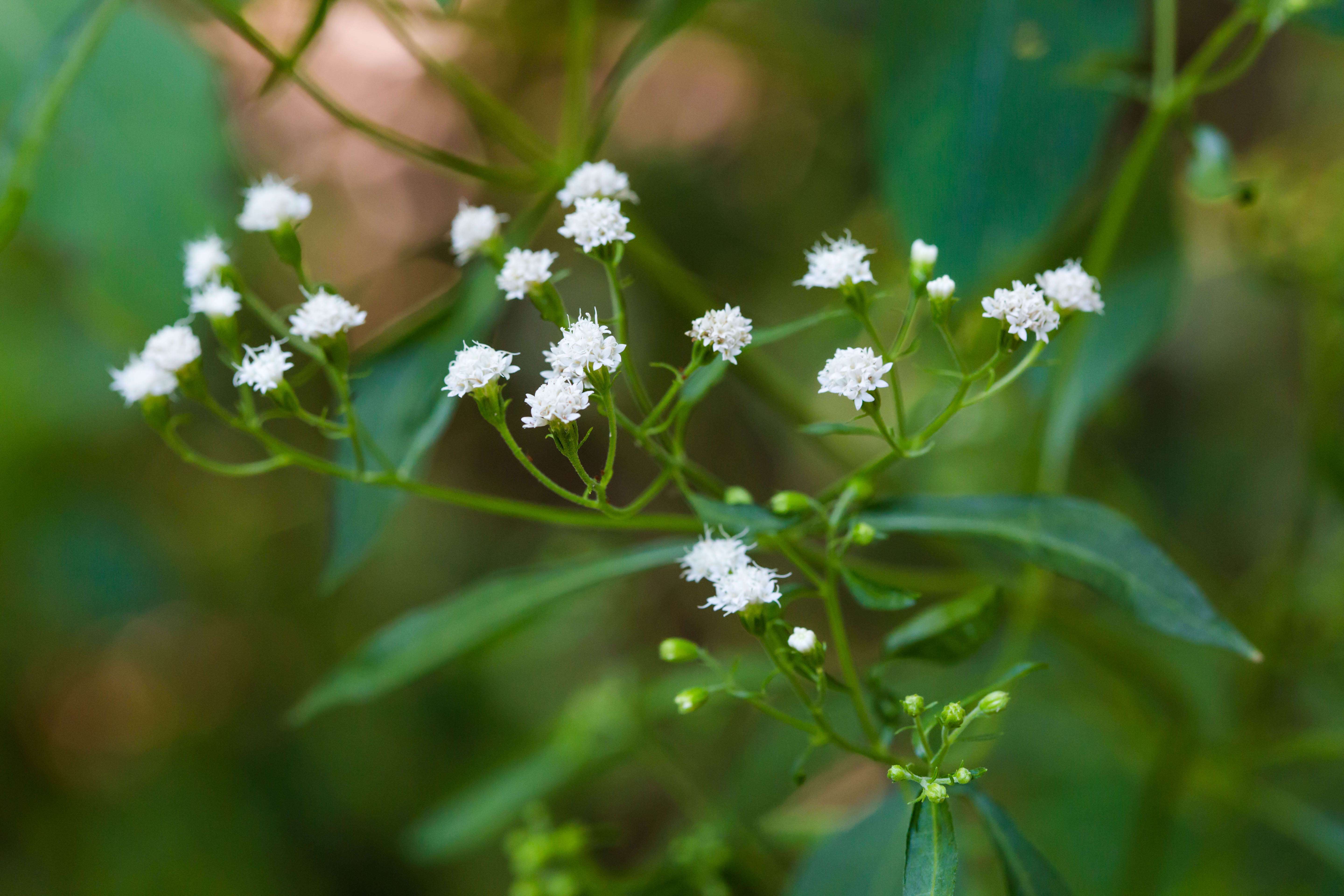 Image of lateflowering thoroughwort