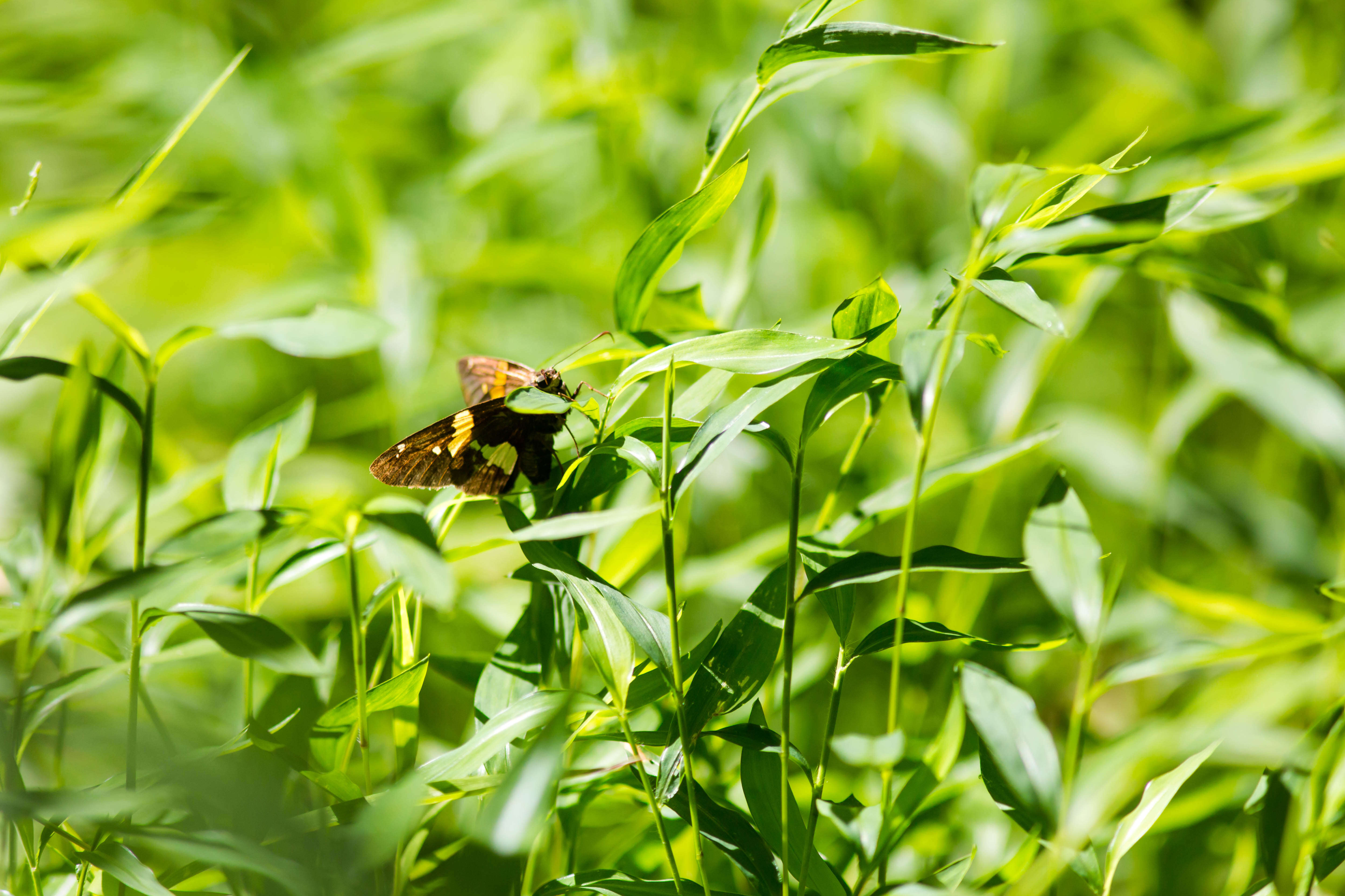 Image of Silver-spotted Skipper