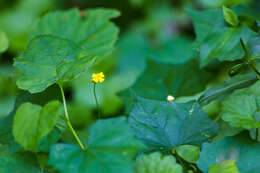 Image of Guadeloupe cucumber