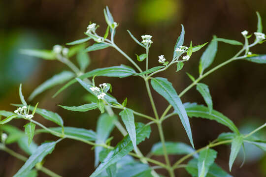 Image of lateflowering thoroughwort