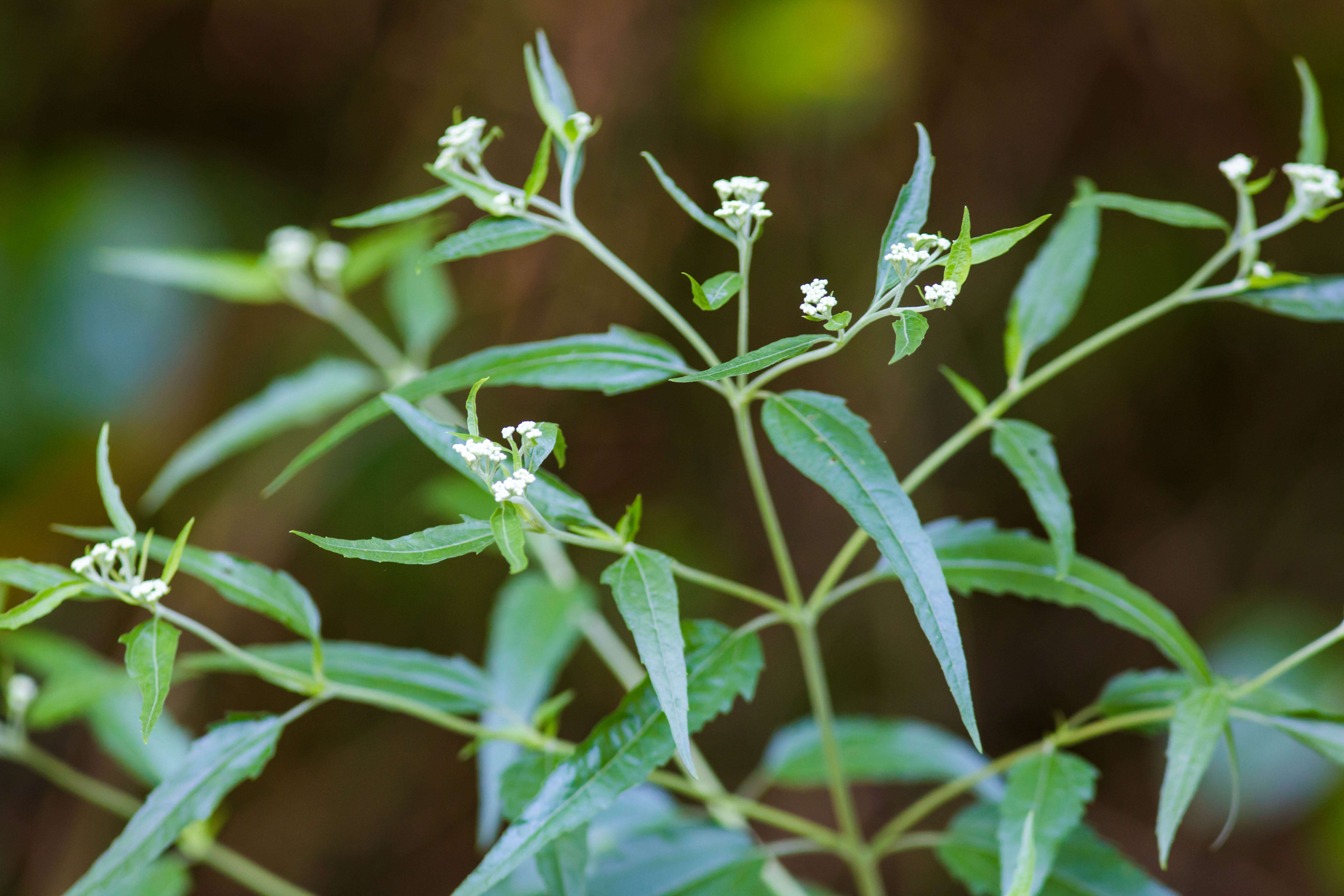 Image of lateflowering thoroughwort