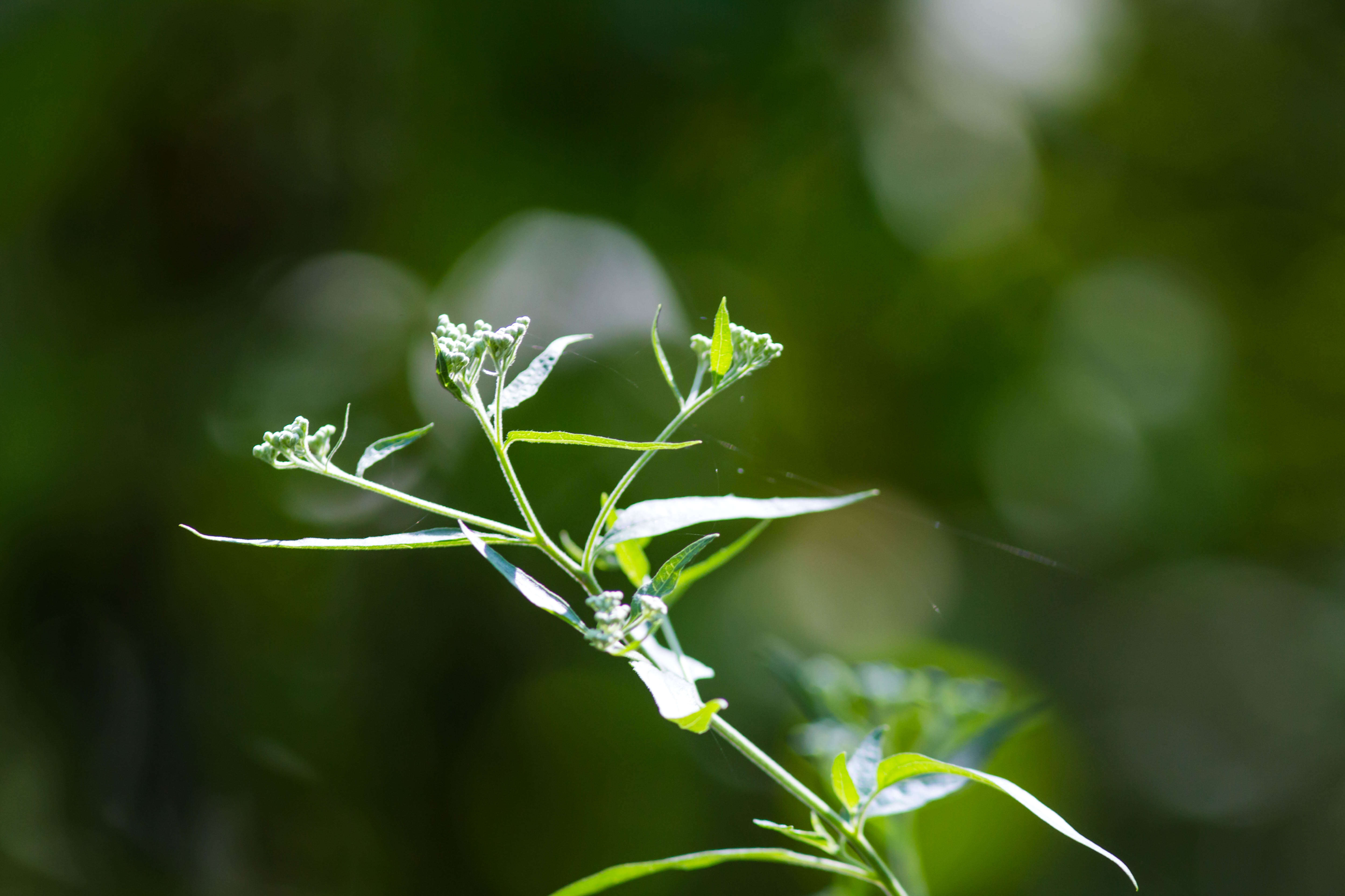 Image of lateflowering thoroughwort