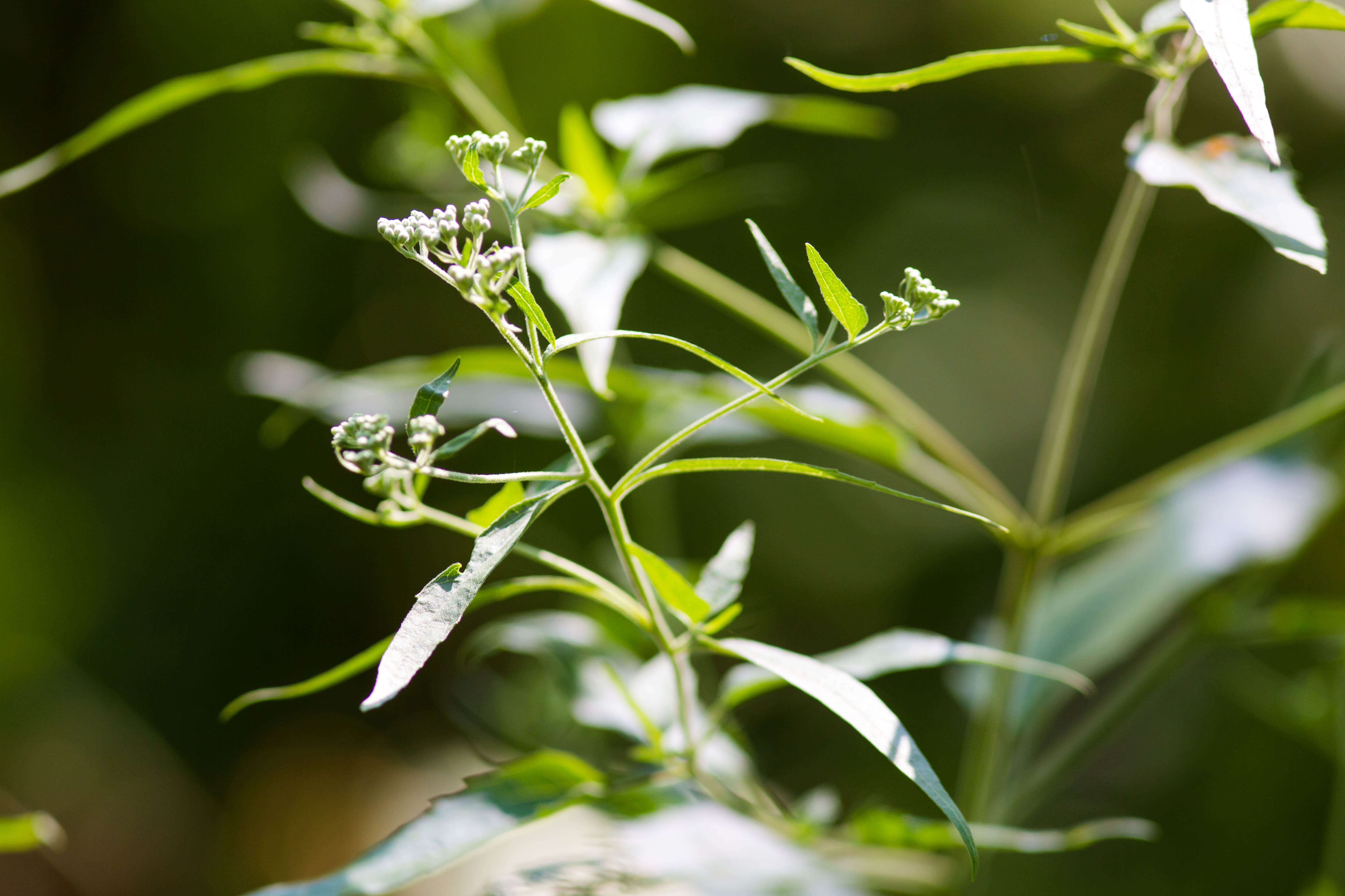 Image of lateflowering thoroughwort