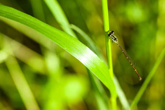 Image de Agrion Posé