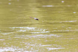 Image of Russet-tipped Clubtail