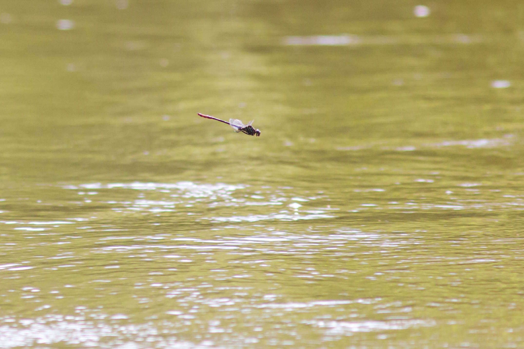 Image of Russet-tipped Clubtail