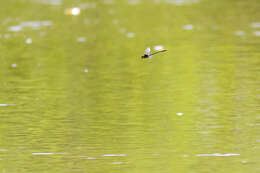 Image of Russet-tipped Clubtail