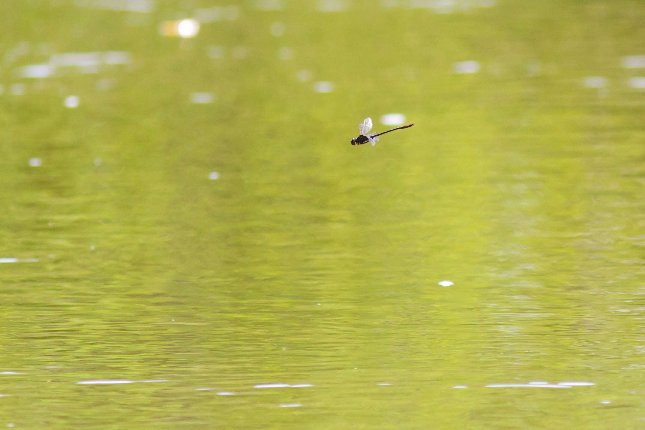 Image of Russet-tipped Clubtail