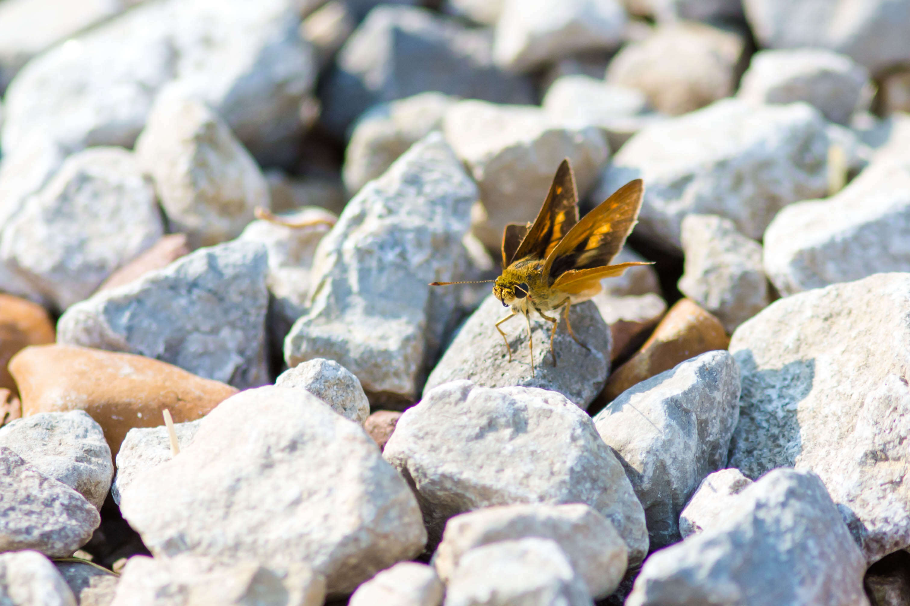 Image of Tawny-edged Skipper