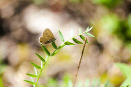 Image of Silvery Blue