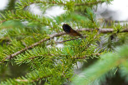 Image of River Jewelwing