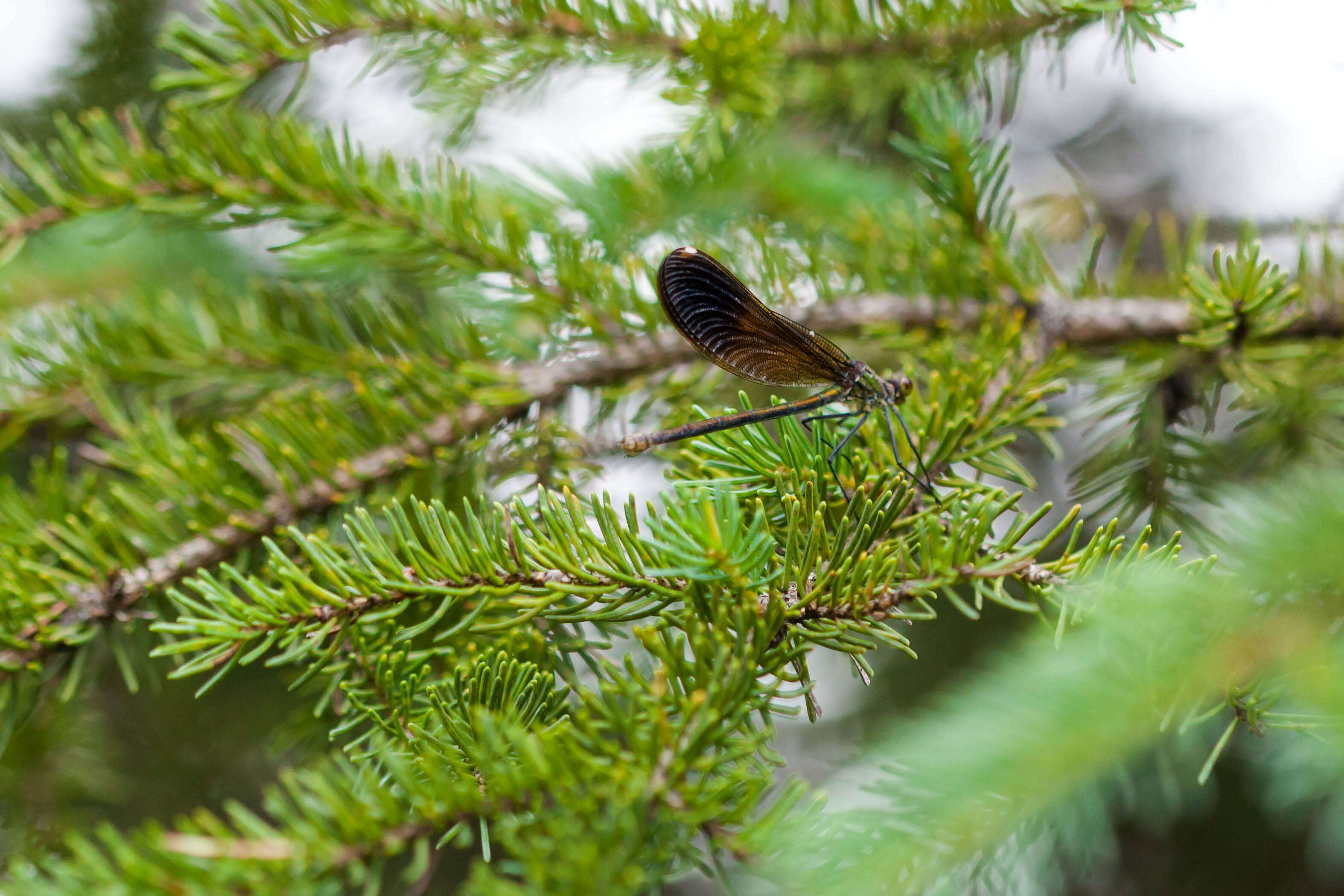 Image of River Jewelwing