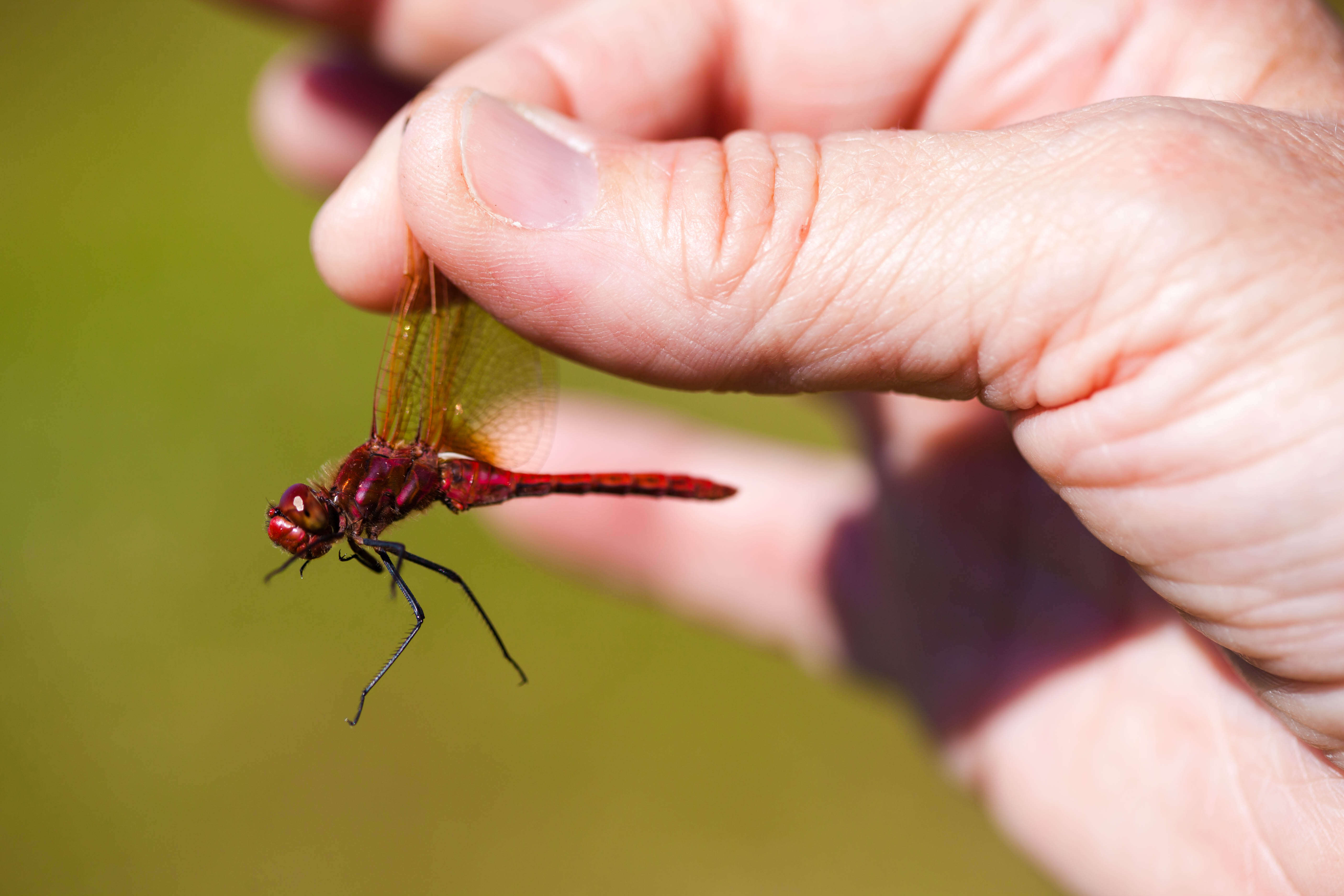 Image of Saffron-winged Meadowhawk