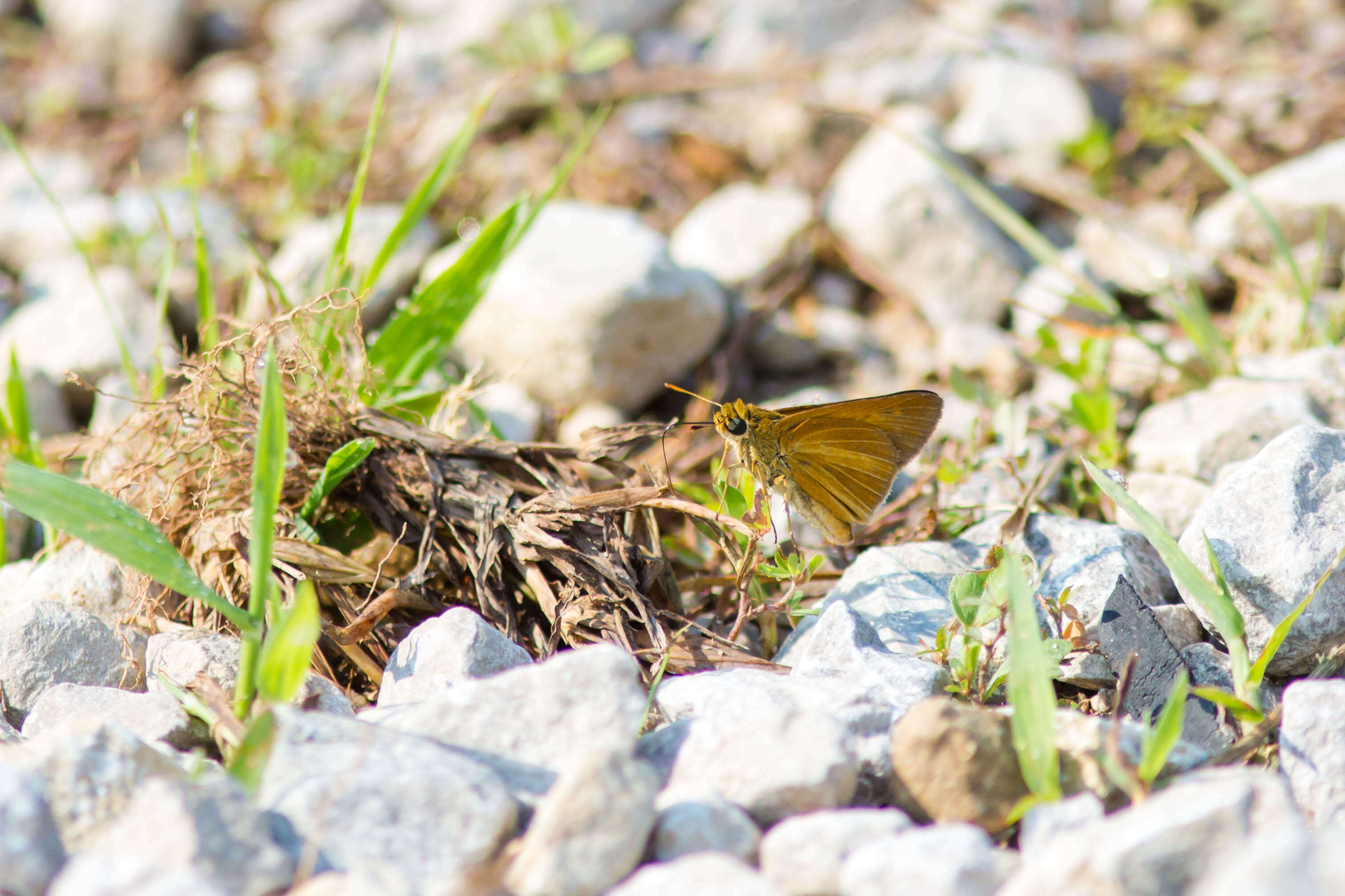 Image of Tawny-edged Skipper