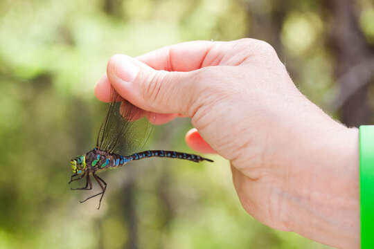 Image of Lake darner