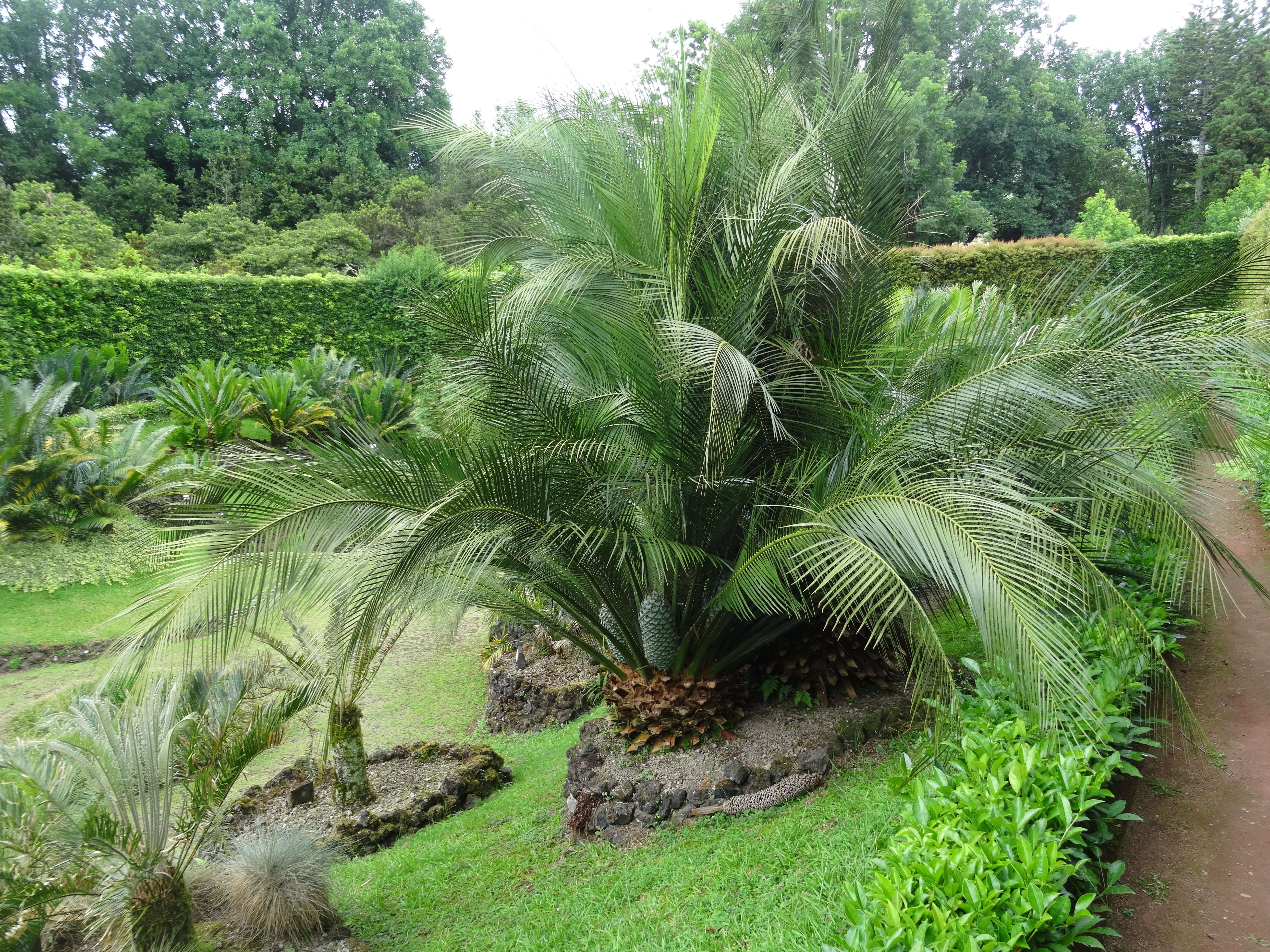 صورة Macrozamia communis L. A. S. Johnson