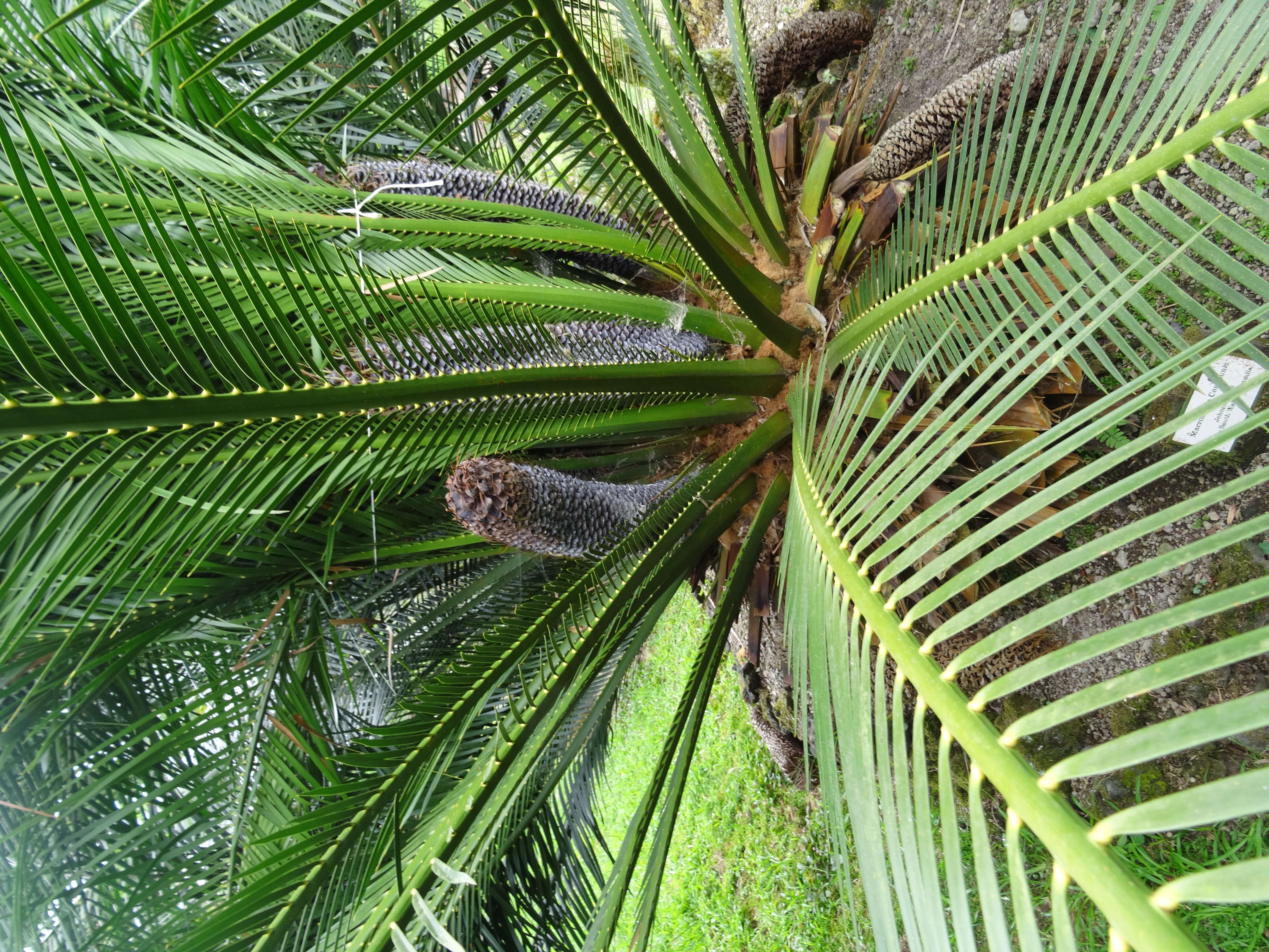 صورة Macrozamia communis L. A. S. Johnson