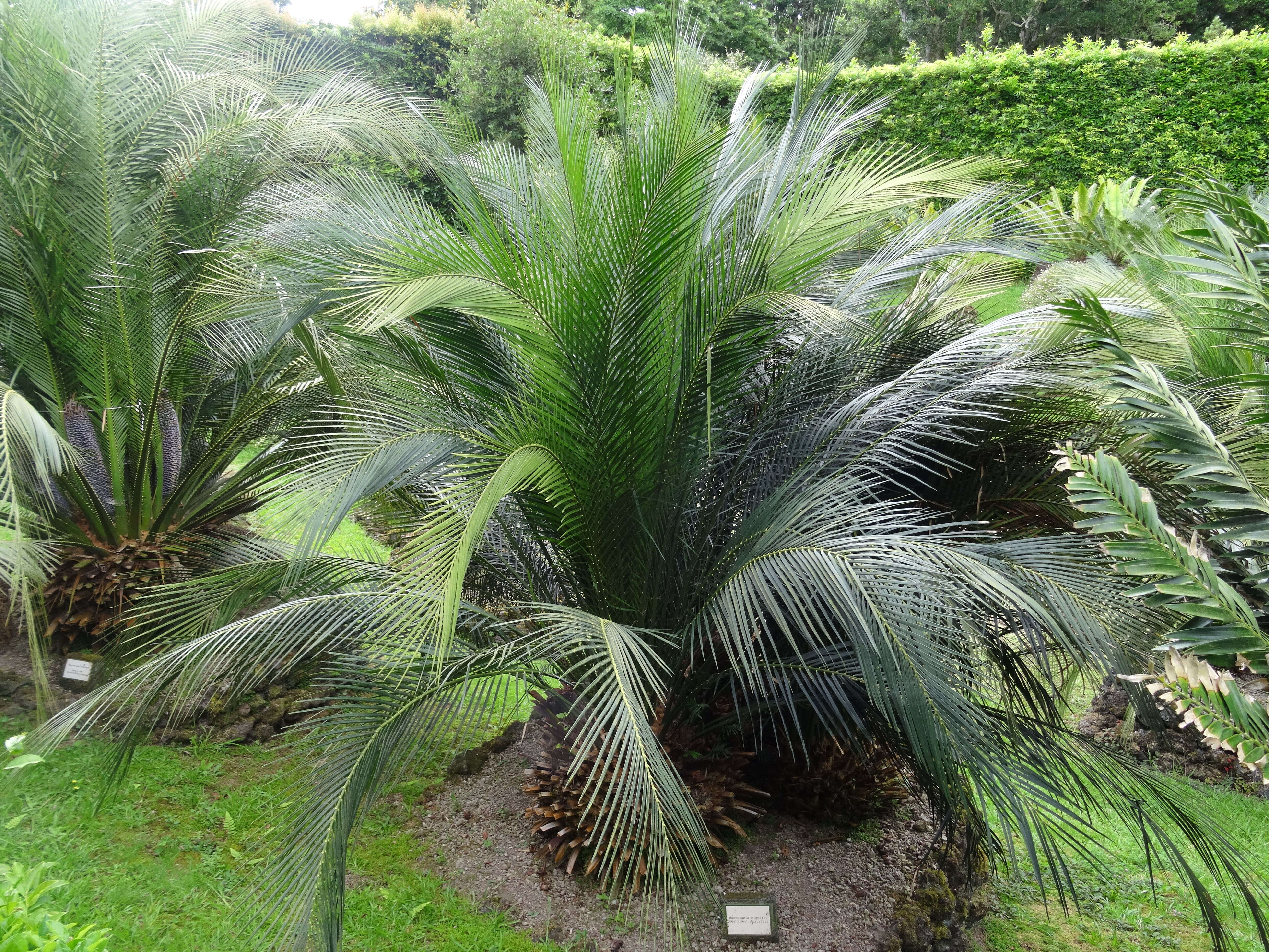 Image of Macrozamia miquelii (F. Muell.) A. DC.