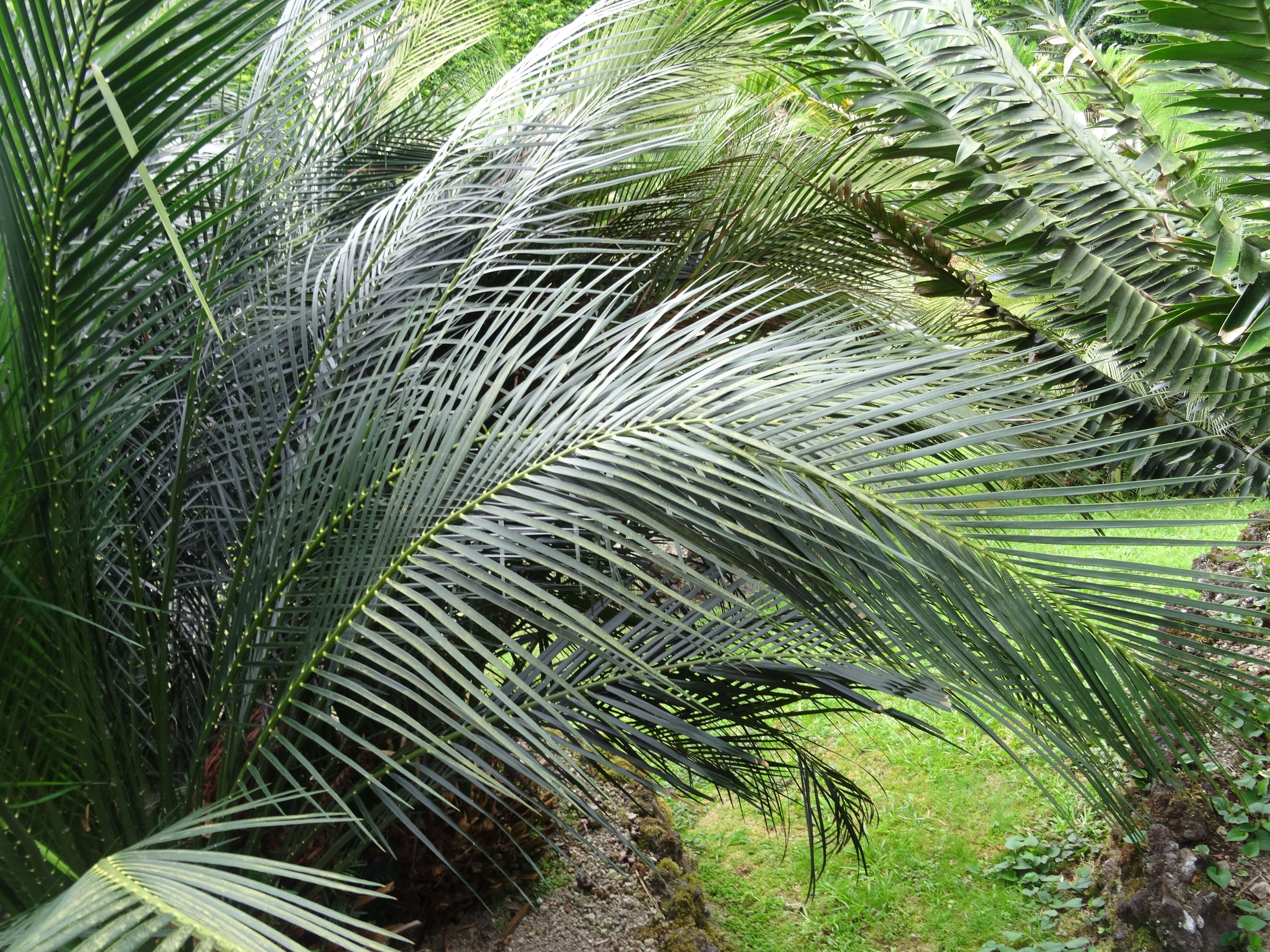 Image of Macrozamia miquelii (F. Muell.) A. DC.