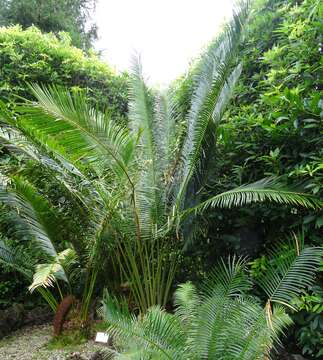 Image of Cycas chevalieri Leandri