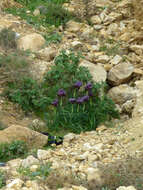 Image of Black Iris