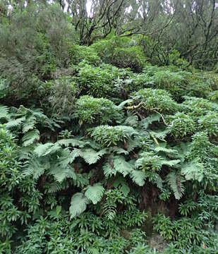 Image of rooting chainfern