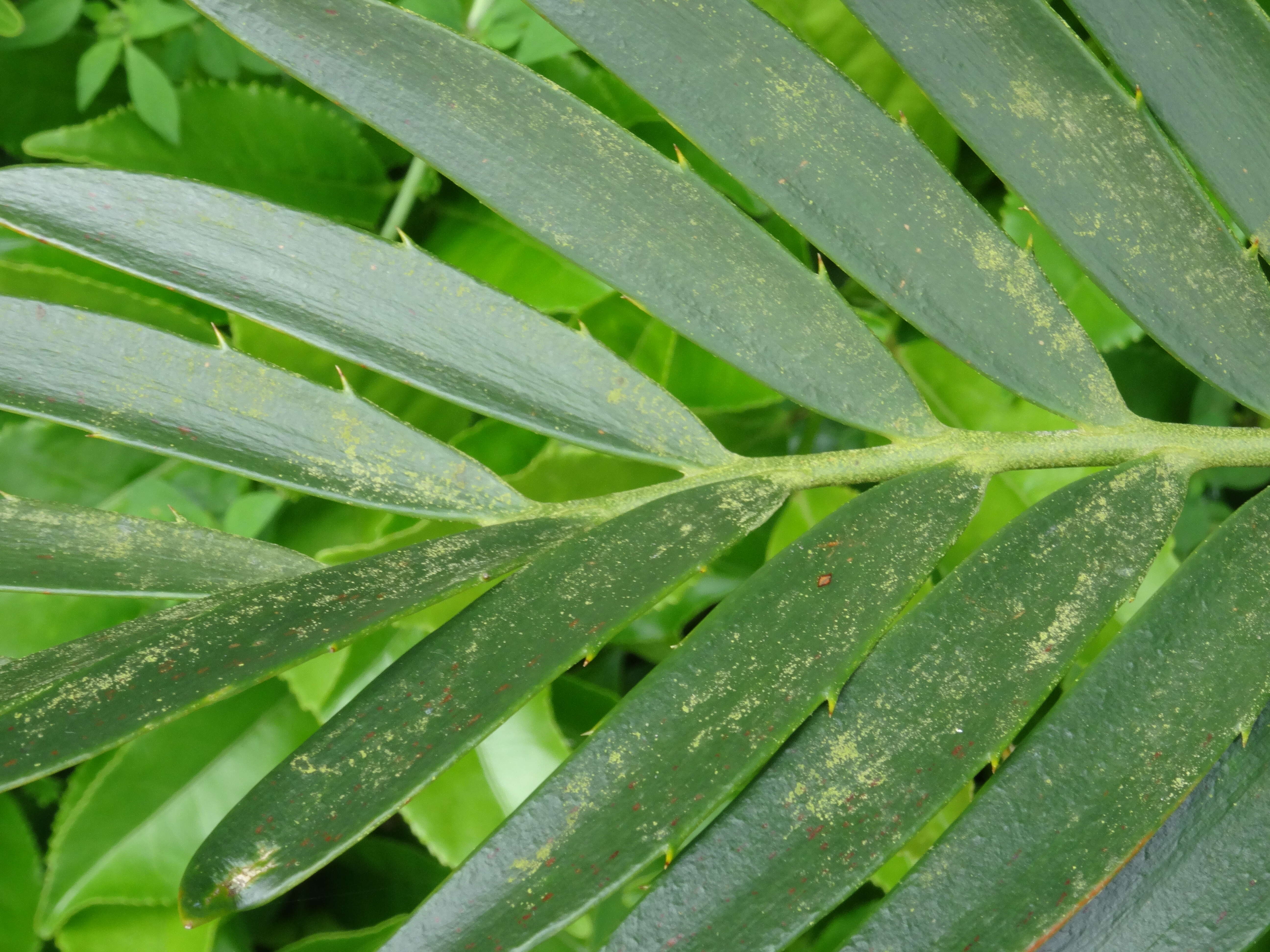 Image of Turner's Cycad