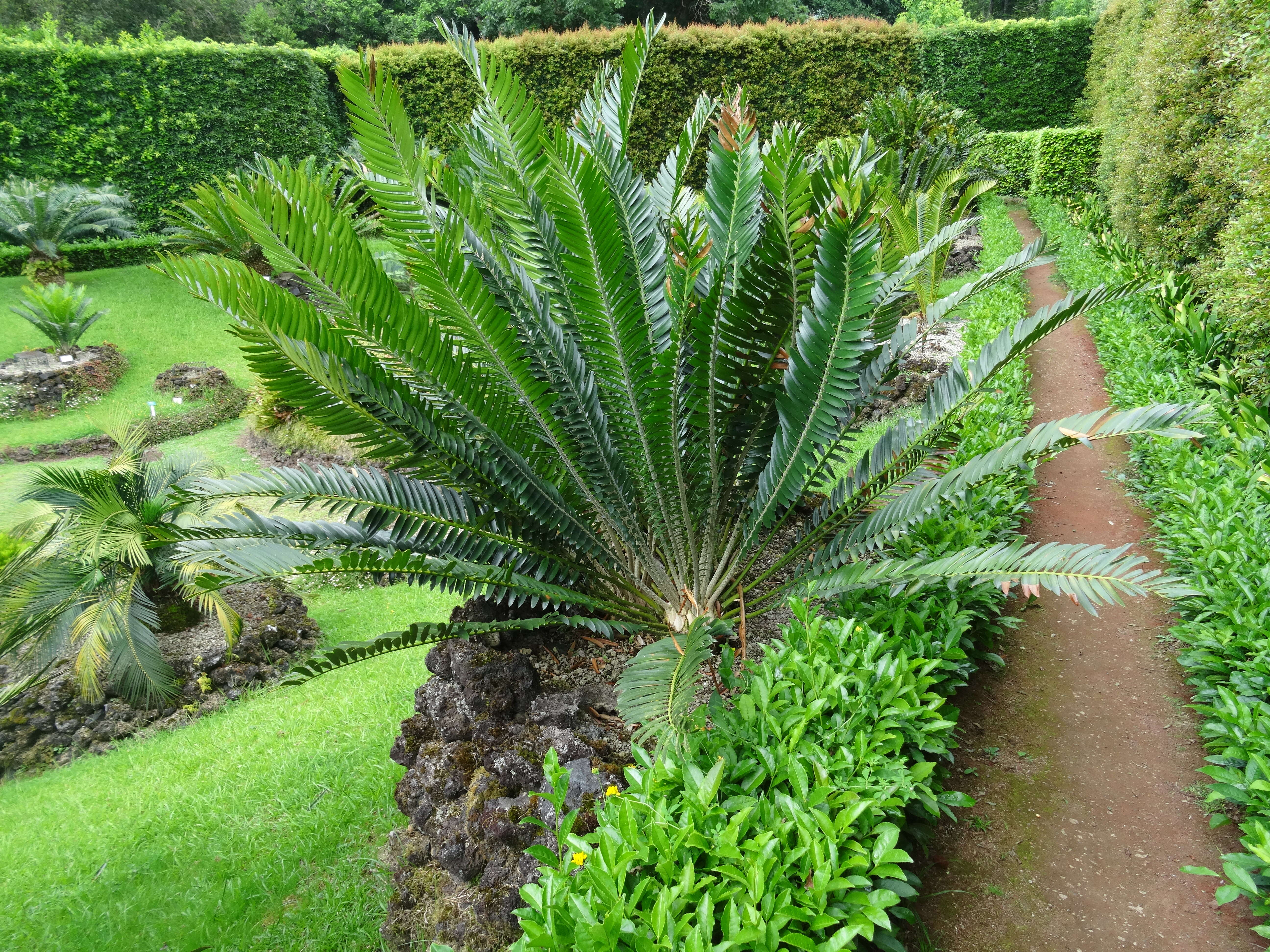 Image of Turner's Cycad