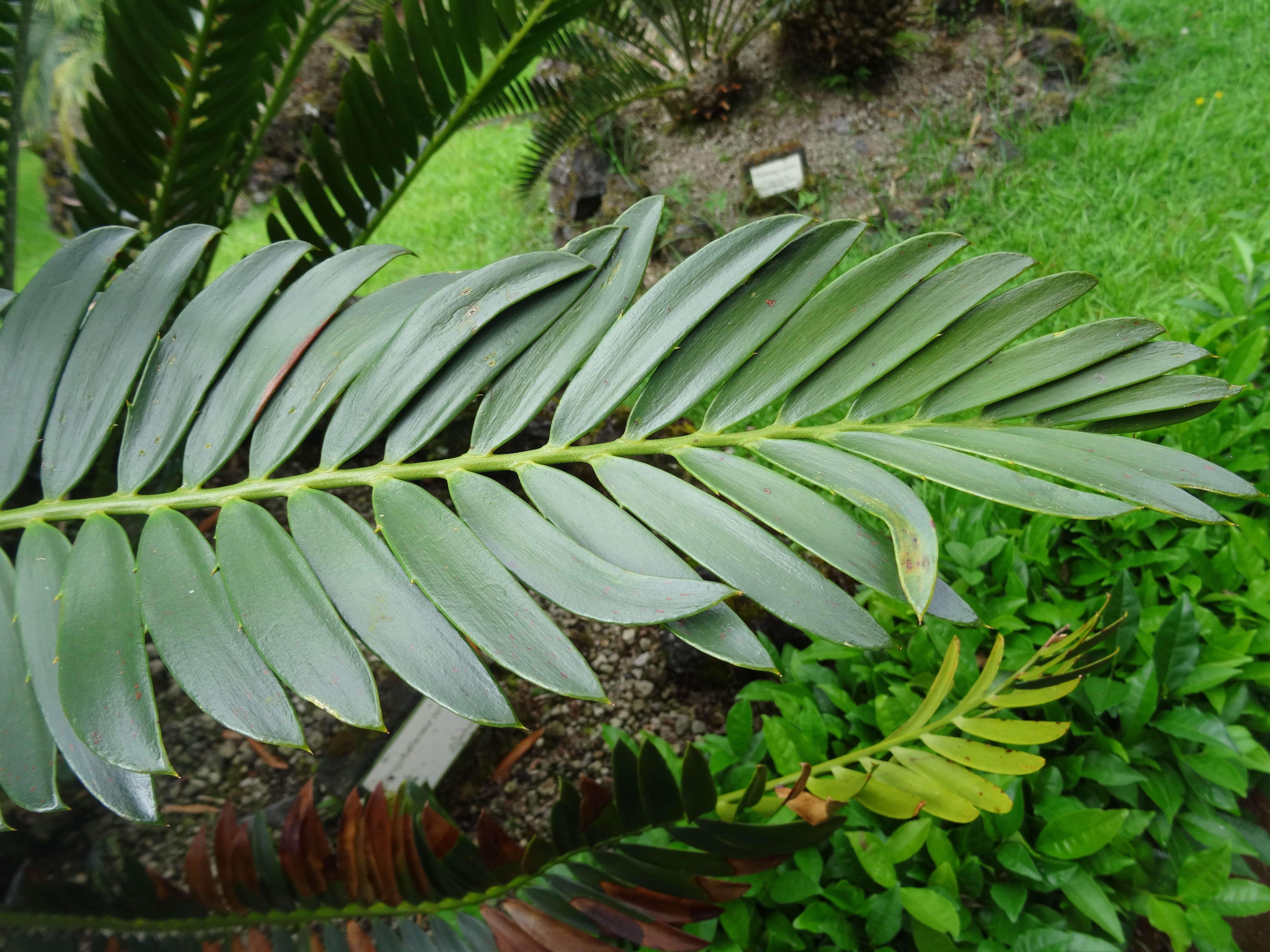 Image of Turner's Cycad