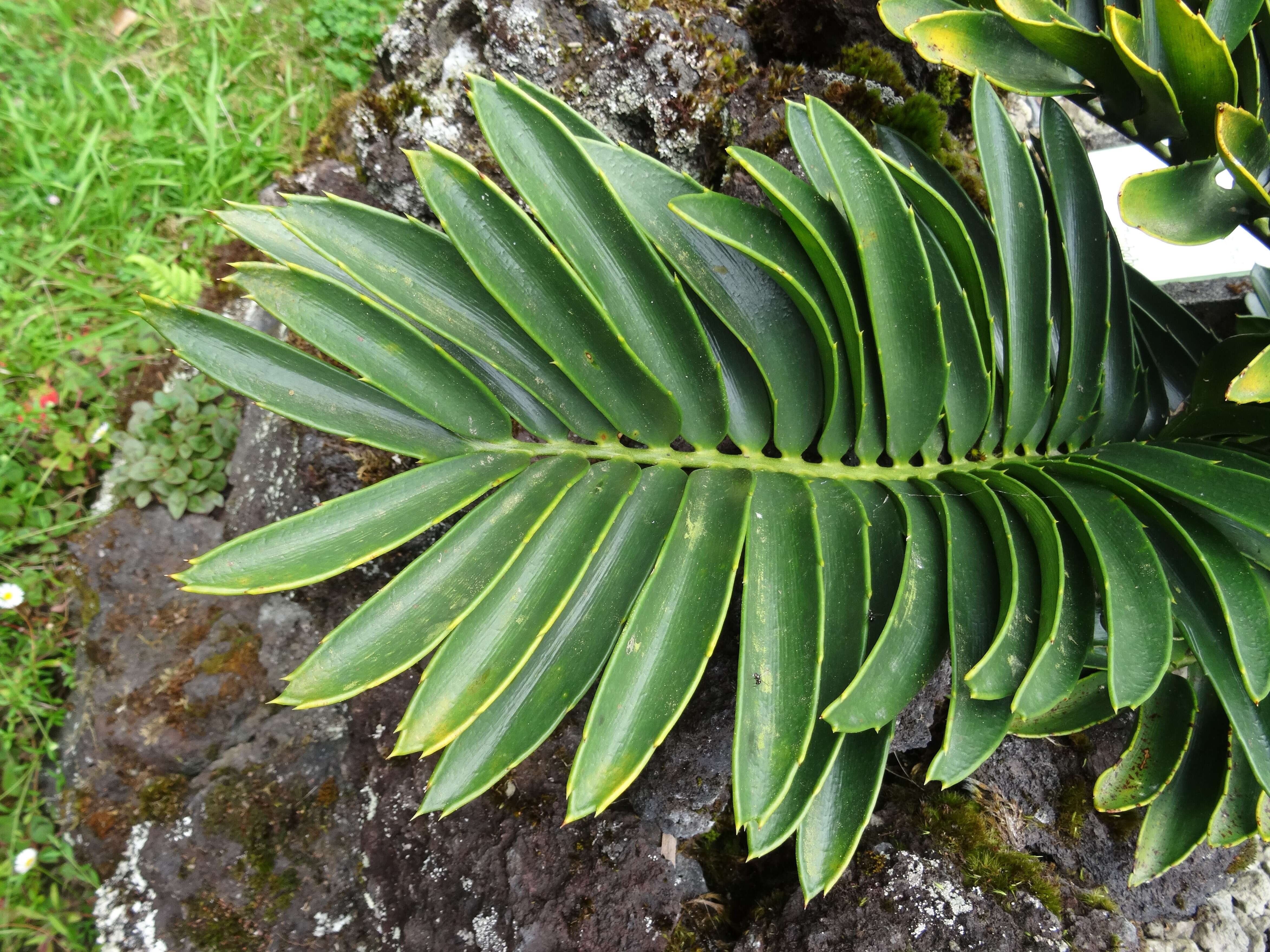 Image of Cycad