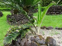 Image of Cycad