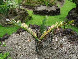 Image of Lake Natron Cycad