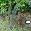 Image of Waterberg Cycad