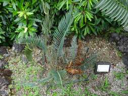 Image of Waterberg Cycad