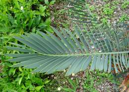 Image of Waterberg Cycad