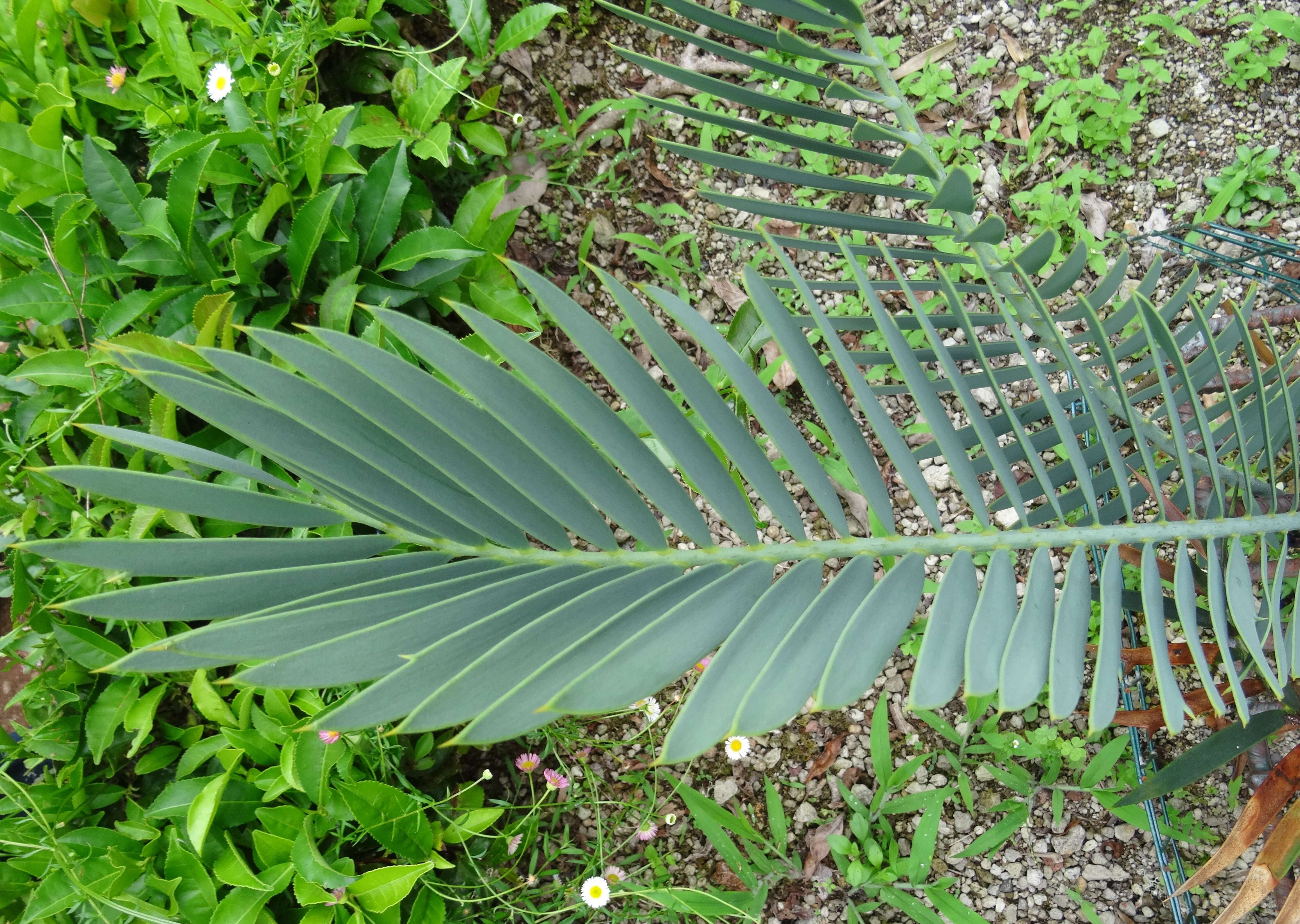 Image of Waterberg Cycad