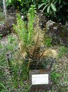 Image of Umbeluzi Cycad