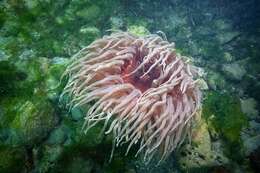 Image of crusty red anemone