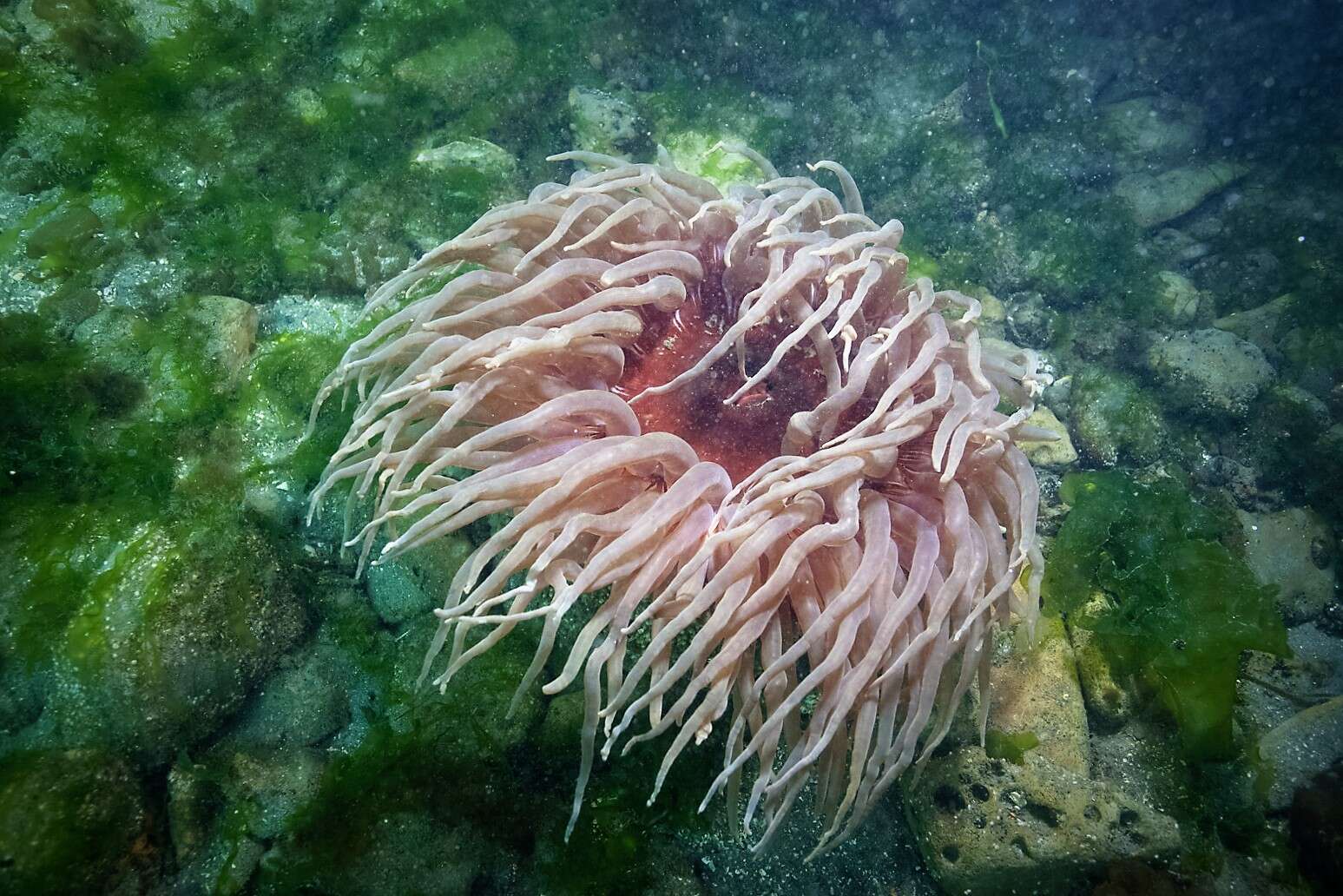 Image of crusty red anemone