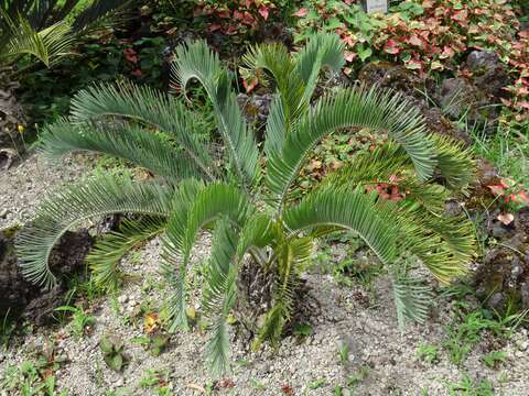 Image of Cycad