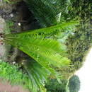 Encephalartos ituriensis Bamps & Lisowski的圖片