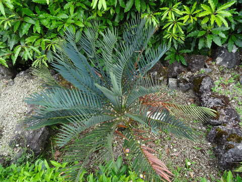 Image of Cycad