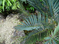 Image of Cycad