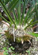 Image of Cycad