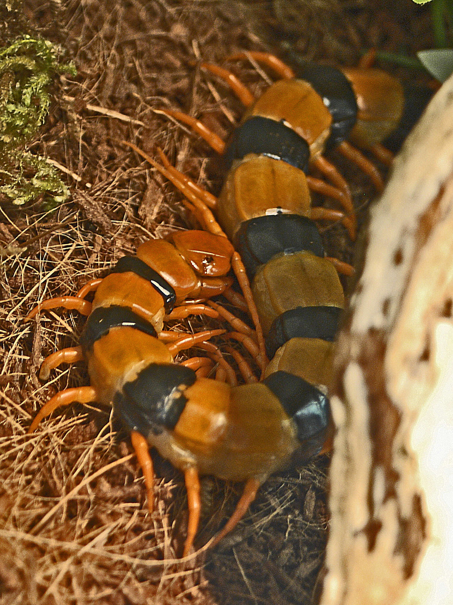 Image of Indian tiger centipede