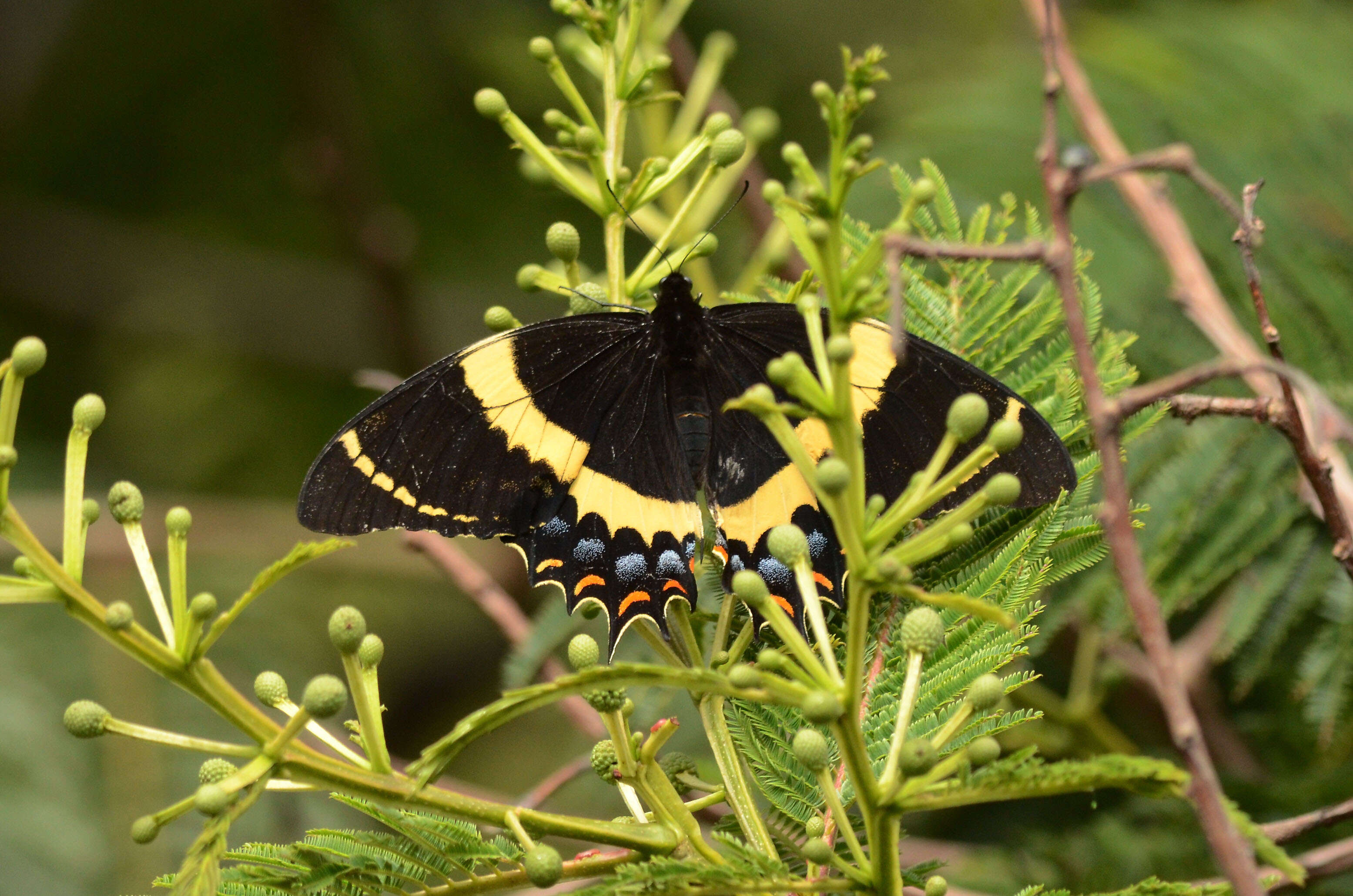 Image of Papilio garamas Geyer 1829