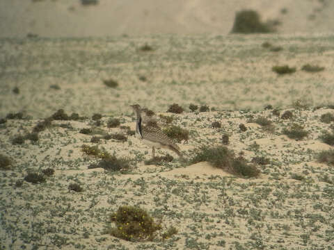 Image of Chlamydotis undulata fuertaventurae (Rothschild & Hartert 1894)