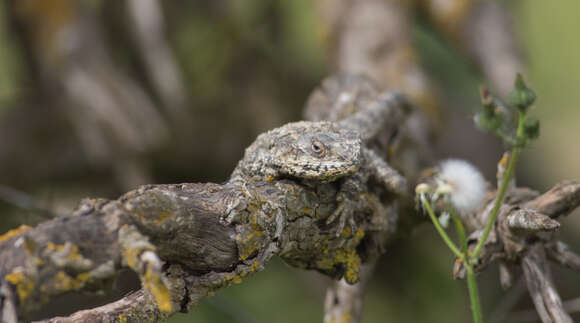 Image of Scortecci's Agama